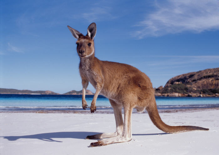 Western Australia kangaroo beach